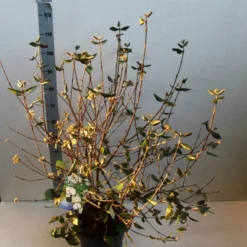 Sneeuwbal (Viburnum Burkwoodii) 15 Sneeuwbal (Viburnum Burkwoodii) -Aanbiedingen Tuin Ziel Winkel viburnum burkwoodii 80 100 cm co. 7.5l v kopie