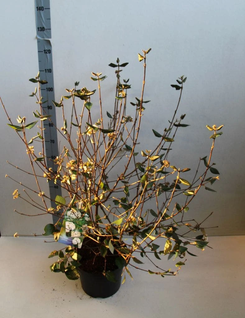 Sneeuwbal (Viburnum Burkwoodii) 6 Sneeuwbal (Viburnum Burkwoodii) - Afbeelding 6