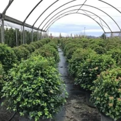 Sneeuwbal Als Bolvorm (Viburnum Tinus 'Eve Price') 8 Sneeuwbal Als Bolvorm (Viburnum Tinus 'Eve Price') -Aanbiedingen Tuin Ziel Winkel viburnumtinuseveprice