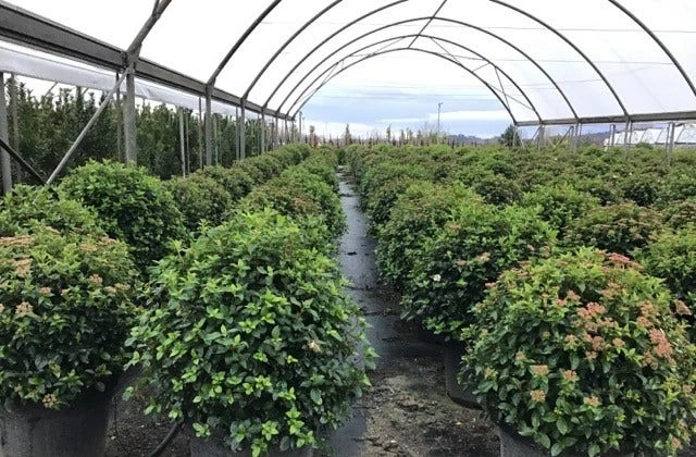 Sneeuwbal Als Bolvorm (Viburnum Tinus 'Eve Price') 4 Sneeuwbal Als Bolvorm (Viburnum Tinus 'Eve Price') - Afbeelding 4