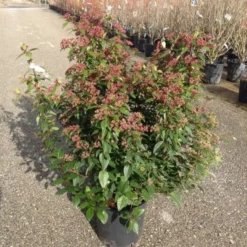 Sneeuwbal Als Bolvorm (Viburnum Tinus 'Spirit') 8 Sneeuwbal Als Bolvorm (Viburnum Tinus 'Spirit') -Aanbiedingen Tuin Ziel Winkel viburnumtinusspiritbol01