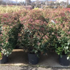 Sneeuwbal Als Bolvorm (Viburnum Tinus 'Spirit') 9 Sneeuwbal Als Bolvorm (Viburnum Tinus 'Spirit') -Aanbiedingen Tuin Ziel Winkel viburnumtinusspiritbol02