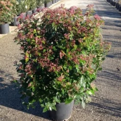 Sneeuwbal Als Bolvorm (Viburnum Tinus 'Spirit') 7 Sneeuwbal Als Bolvorm (Viburnum Tinus 'Spirit') -Aanbiedingen Tuin Ziel Winkel viburnumtinusspiritbol03