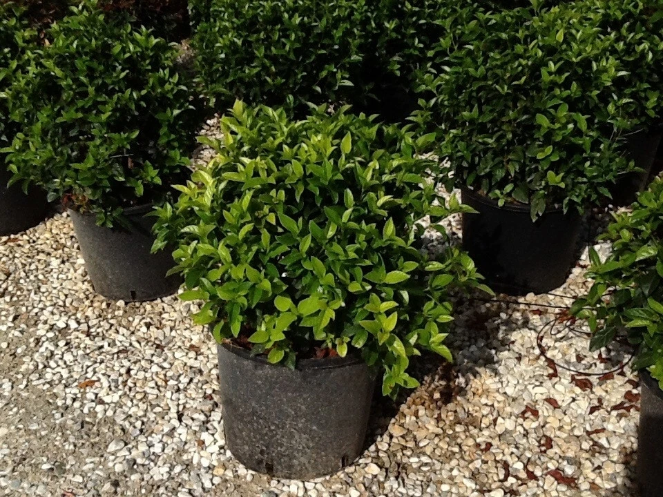 Sneeuwbal Als Bolvorm (Viburnum Tinus 'Spirit') 2 Sneeuwbal Als Bolvorm (Viburnum Tinus 'Spirit') - Afbeelding 2