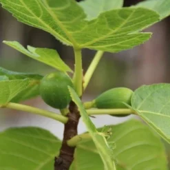 Vijg Als Solitair (Ficus Carica) -Aanbiedingen Tuin Ziel Winkel vijg 1 1