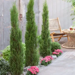 Italiaanse Cypres (Cupressus Sempervirens 'Stricta') 26 Italiaanse Cypres (Cupressus Sempervirens 'Stricta') -Aanbiedingen Tuin Ziel Winkel visi198162 1