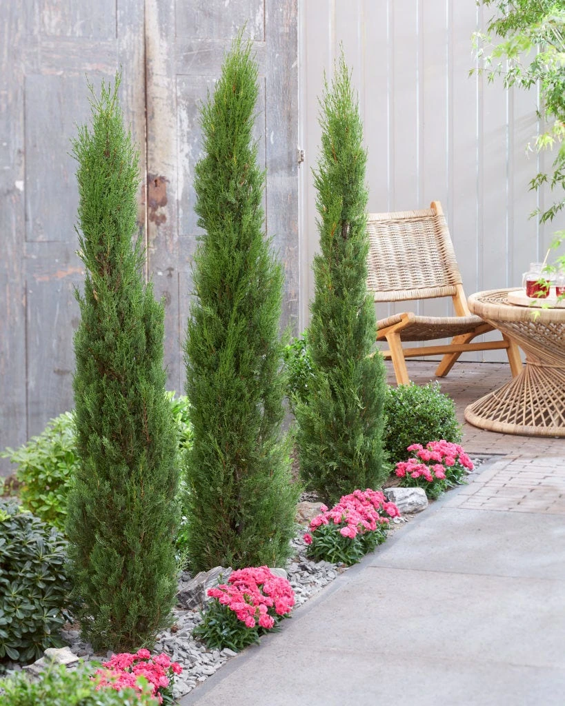 Italiaanse Cypres (Cupressus Sempervirens 'Stricta') 7 Italiaanse Cypres (Cupressus Sempervirens 'Stricta') - Afbeelding 7