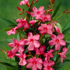 Smalbladige Oleander (Nerium Oleander 'Papa Gambetta')