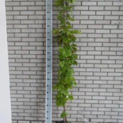 Sierdruif (Vitis Coignetiae) 6 Sierdruif (Vitis Coignetiae) -Aanbiedingen Tuin Ziel Winkel vitis coignetiae 175 200 c10