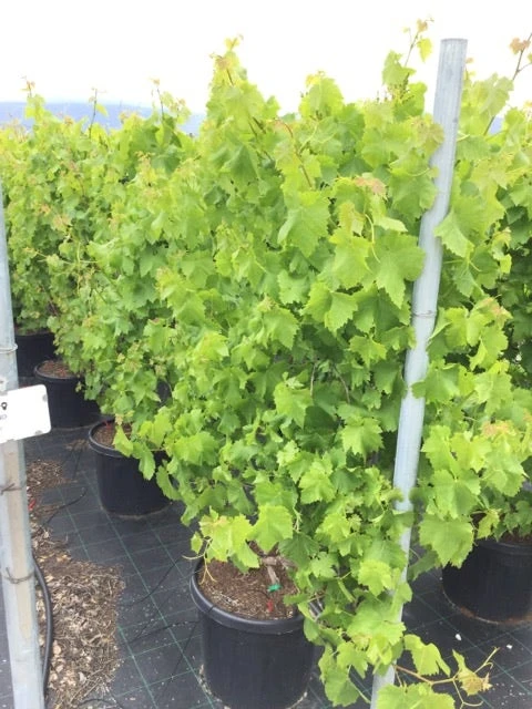 Blauwe Druif Als Leivorm (Vitis Vinifera 'Crimson') 1 Blauwe Druif Als Leivorm (Vitis Vinifera 'Crimson')