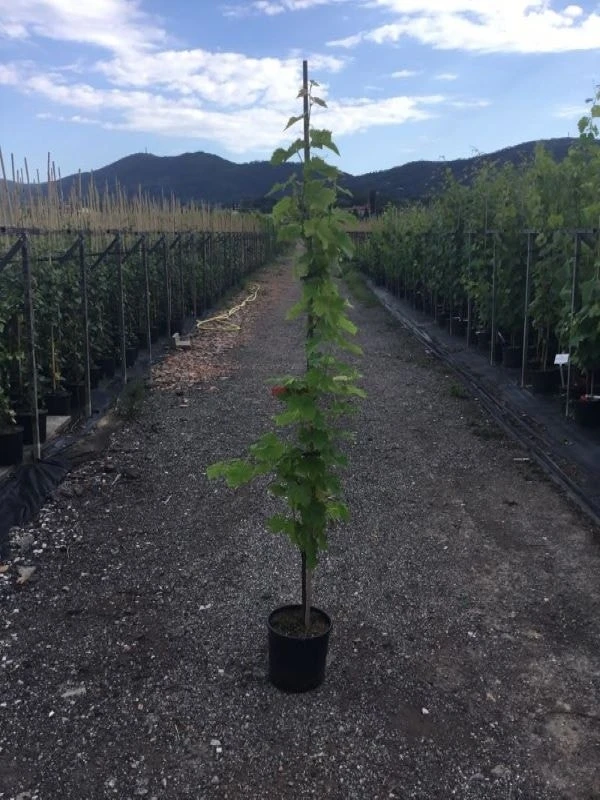 Blauwe Druif (Vitis Vinifera) 1 Blauwe Druif (Vitis Vinifera)