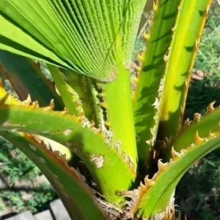 Washingtonia (Washingtonia Robusta) -Aanbiedingen Tuin Ziel Winkel washingtoniarobusta04