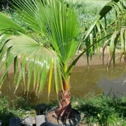 Washingtonia (Washingtonia Robusta) -Aanbiedingen Tuin Ziel Winkel washingtoniarobusta10