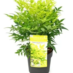 Hemelse Bamboe (Nandina Domestica 'Lemon And Lime') -Aanbiedingen Tuin Ziel Winkel wep 0549
