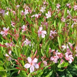 Roze Oleander (Nerium Oleander) 13 Roze Oleander (Nerium Oleander) -Aanbiedingen Tuin Ziel Winkel whatsapp image 2022 06 09 at 10.59.18 am