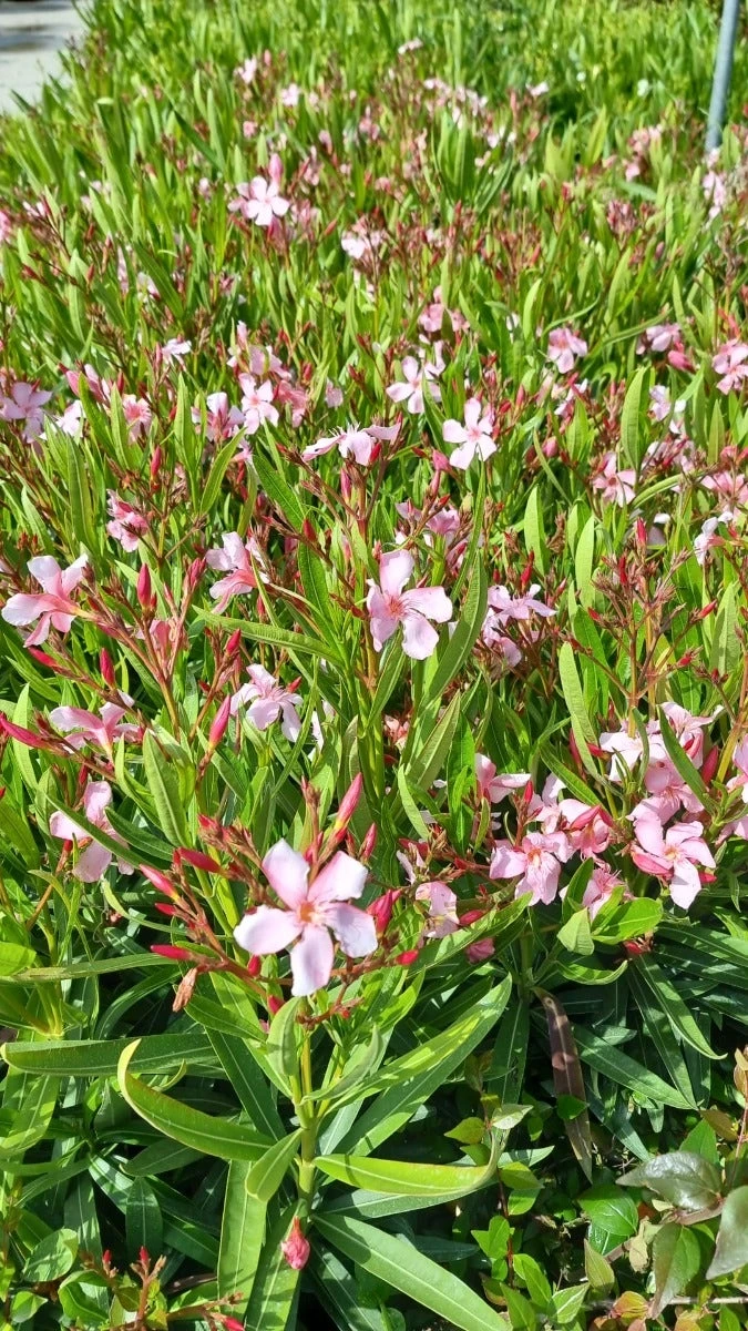 Roze Oleander (Nerium Oleander) 7 Roze Oleander (Nerium Oleander) - Afbeelding 7