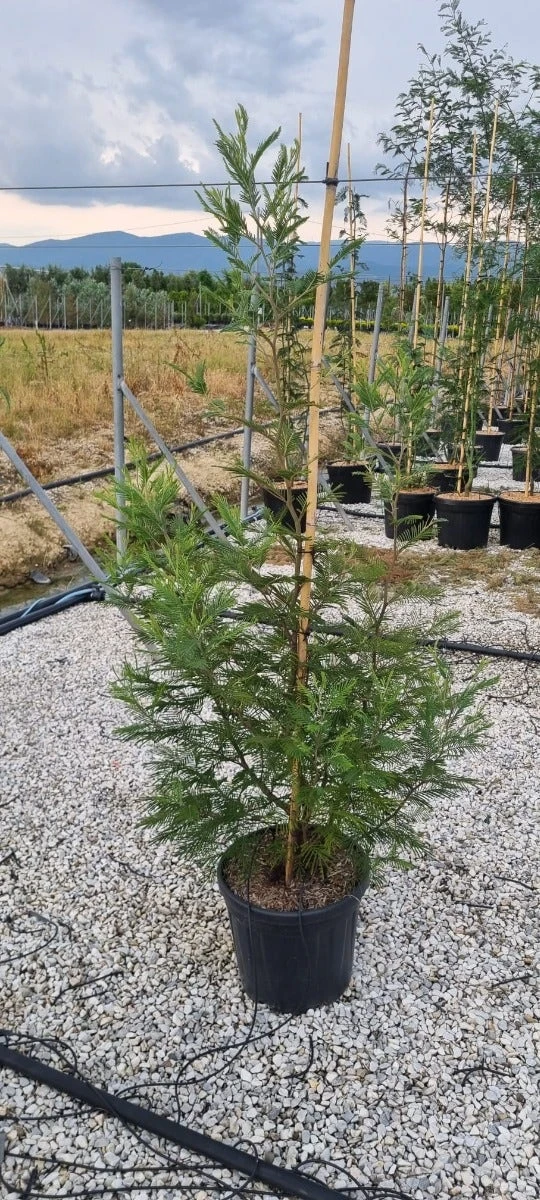 Mimosa (Acacia Dealbata) 2 Mimosa (Acacia Dealbata) - Afbeelding 2