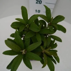 Rhododendron (Rhododendron 'Wilgen's Ruby') 20 Rhododendron (Rhododendron 'Wilgen's Ruby') -Aanbiedingen Tuin Ziel Winkel wilgens ruby c2 boven 1