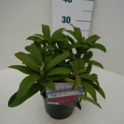 Rhododendron (Rhododendron 'Wilgen's Ruby') 22 Rhododendron (Rhododendron 'Wilgen's Ruby') -Aanbiedingen Tuin Ziel Winkel wilgens ruby c2 zij 1