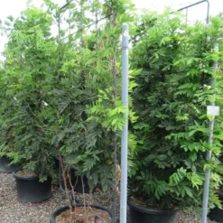 Blauwe Regen Als Leivorm (Wisteria Brachybotrys 'Yokohama Fuji') 16 Blauwe Regen Als Leivorm (Wisteria Brachybotrys 'Yokohama Fuji') -Aanbiedingen Tuin Ziel Winkel wisteria 110x180 leivorm