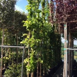 Blauwe Regen (Wisteria Sinensis 'Prolific') 15 Blauwe Regen (Wisteria Sinensis 'Prolific') -Aanbiedingen Tuin Ziel Winkel wisteria 300 400