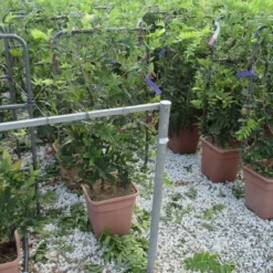 Blauwe Regen Als Leivorm (Wisteria Brachybotrys 'Yokohama Fuji') 14 Blauwe Regen Als Leivorm (Wisteria Brachybotrys 'Yokohama Fuji') -Aanbiedingen Tuin Ziel Winkel wisteria 52x110 leivorm