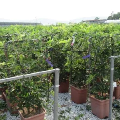 Blauwe Regen Als Leivorm (Wisteria Brachybotrys 'Yokohama Fuji') 13 Blauwe Regen Als Leivorm (Wisteria Brachybotrys 'Yokohama Fuji') -Aanbiedingen Tuin Ziel Winkel wisteria 52x110 leivorm 2