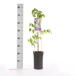 Blauwe Regen, Roze (Wisteria Floribunda 'Rosea') -Aanbiedingen Tuin Ziel Winkel wisteria floribunda rosea