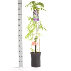 Blauwe Regen, Roze (Wisteria Floribunda 'Rosea') -Aanbiedingen Tuin Ziel Winkel wisteria floribunda rosea 1.00 1.25