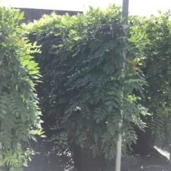 Blauwe Regen Als Leivorm (Wisteria Brachybotrys 'Yokohama Fuji') 12 Blauwe Regen Als Leivorm (Wisteria Brachybotrys 'Yokohama Fuji') -Aanbiedingen Tuin Ziel Winkel wisteria lage leivorm 2