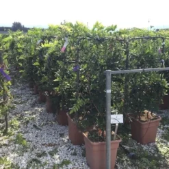 Blauwe Regen Als Leivorm (Wisteria Brachybotrys 'Yokohama Fuji') 11 Blauwe Regen Als Leivorm (Wisteria Brachybotrys 'Yokohama Fuji') -Aanbiedingen Tuin Ziel Winkel wisteria lage leivorm c18