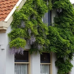 Blauwe Regen (Wisteria Sinensis 'Prolific') 11 Blauwe Regen (Wisteria Sinensis 'Prolific') -Aanbiedingen Tuin Ziel Winkel wisteria sin. prolific