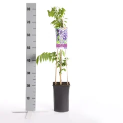 Blauwe Regen (Wisteria Sinensis) -Aanbiedingen Tuin Ziel Winkel wisteria sinensis