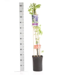 Blauwe Regen (Wisteria Sinensis) -Aanbiedingen Tuin Ziel Winkel wisteria sinensis 1.00 1.25