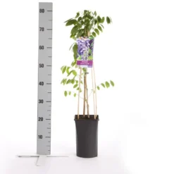 Blauwe Regen (Wisteria Sinensis 'Prolific') 13 Blauwe Regen (Wisteria Sinensis 'Prolific') -Aanbiedingen Tuin Ziel Winkel wisteria sinensis prolific