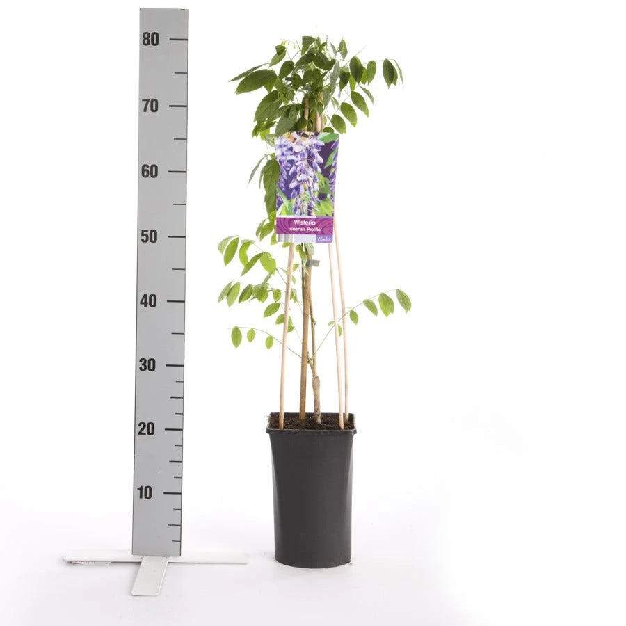 Blauwe Regen (Wisteria Sinensis 'Prolific') 5 Blauwe Regen (Wisteria Sinensis 'Prolific') - Afbeelding 5