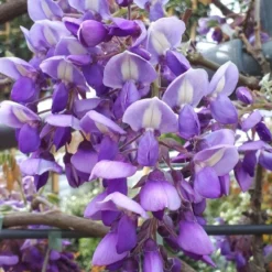 Blauwe Regen Als Leivorm (Wisteria Brachybotrys 'Yokohama Fuji') 17 Blauwe Regen Als Leivorm (Wisteria Brachybotrys 'Yokohama Fuji') -Aanbiedingen Tuin Ziel Winkel wisteria yokohama fji