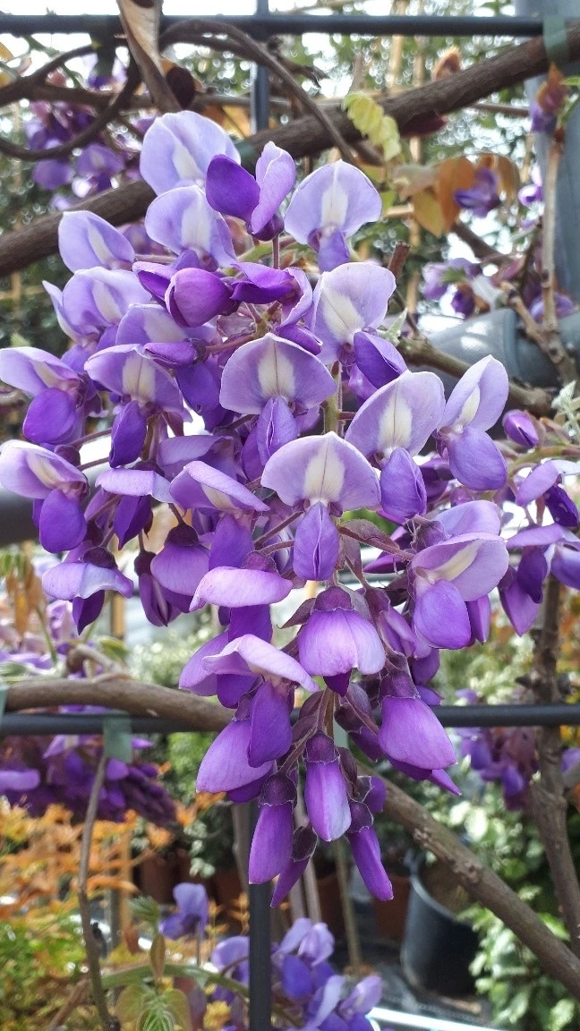 Blauwe Regen Als Leivorm (Wisteria Brachybotrys 'Yokohama Fuji') 9 Blauwe Regen Als Leivorm (Wisteria Brachybotrys 'Yokohama Fuji') - Afbeelding 9