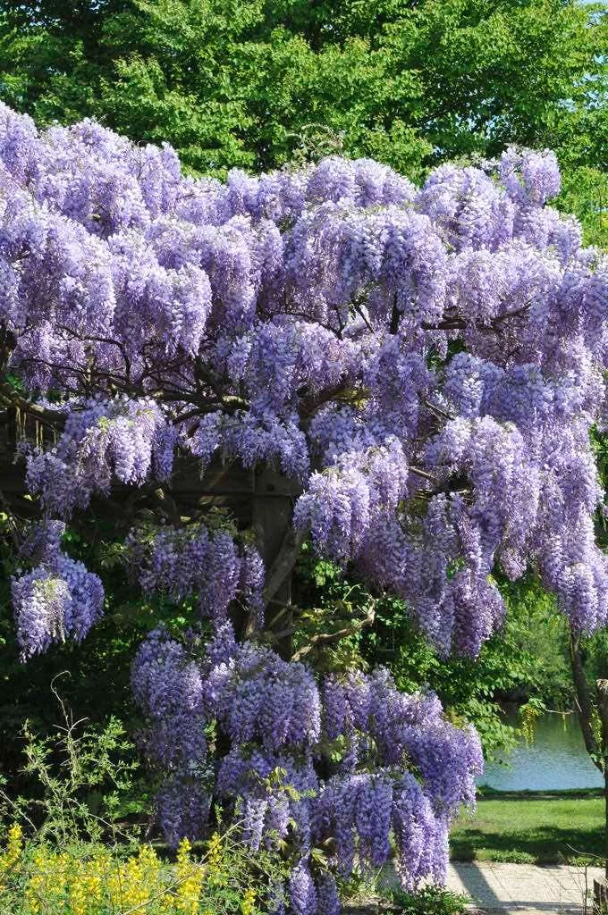 Blauwe Regen (Wisteria Sinensis 'Prolific') 2 Blauwe Regen (Wisteria Sinensis 'Prolific') - Afbeelding 2