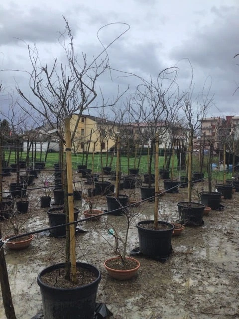 Blauweregen Als Boom (Wisteria Floribunda 'Snow Showers') 2 Blauweregen Als Boom (Wisteria Floribunda 'Snow Showers') - Afbeelding 2