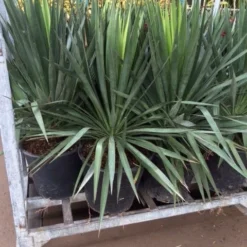 Palmlelie (Yucca Gloriosa) -Aanbiedingen Tuin Ziel Winkel yucca 1