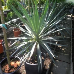 Palmlelie (Yucca Gloriosa) -Aanbiedingen Tuin Ziel Winkel yucca gloriosa 100 125 c50 1