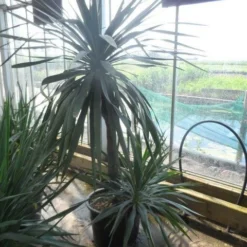 Palmlelie (Yucca Gloriosa) -Aanbiedingen Tuin Ziel Winkel yucca gloriosa 100stam c50