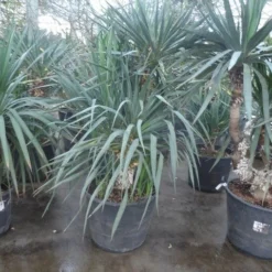 Palmlelie (Yucca Gloriosa) -Aanbiedingen Tuin Ziel Winkel yucca gloriosa 140 160