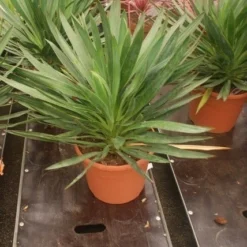 Palmlelie (Yucca Gloriosa) -Aanbiedingen Tuin Ziel Winkel yucca gloriosa 2