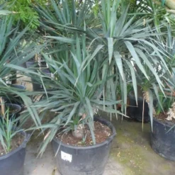 Palmlelie (Yucca Gloriosa) -Aanbiedingen Tuin Ziel Winkel yucca gloriosa boomvorm c130 1
