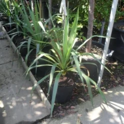 Palmlelie (Yucca Gloriosa) -Aanbiedingen Tuin Ziel Winkel yucca gloriosa c7 10
