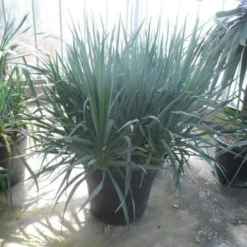 Palmlelie (Yucca Gloriosa) -Aanbiedingen Tuin Ziel Winkel yucca gloriosa struikvorm c110