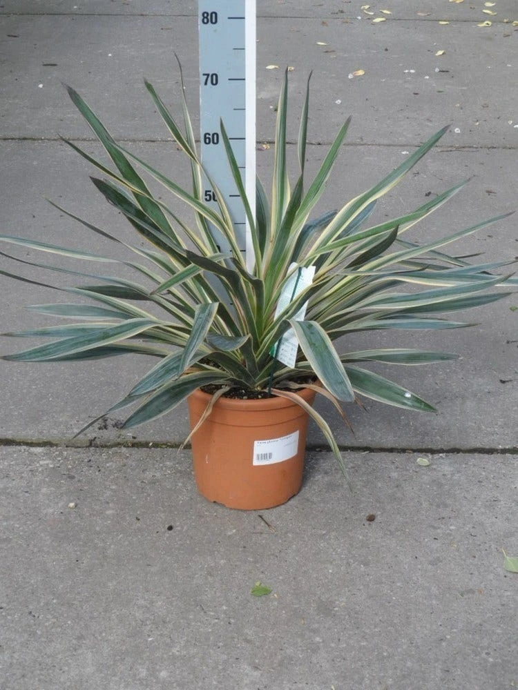 Palmlelie (Yucca Gloriosa 'Variegata') 2 Palmlelie (Yucca Gloriosa 'Variegata') - Afbeelding 2