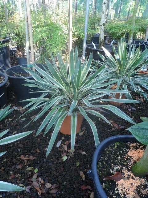 Palmlelie (Yucca Gloriosa 'Variegata') 5 Palmlelie (Yucca Gloriosa 'Variegata') - Afbeelding 5